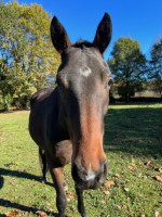 Vente de cheval : NOMADE